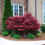 Red Dragon is a weeping tree that can be trained into a tree or kept in it's mounded form.