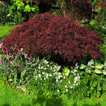 Summer color is a deep maroon.