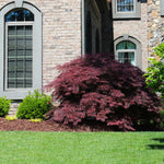 Tamukeyama Maples form mounds that stay small and don't overpower the landscape.