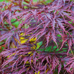 Spring and summer color is a rich purple but light conditions can tint it burgundy.