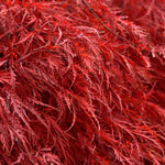 Fall color is scarlet red.