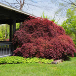Mature Tamukayama in spring full sun.
