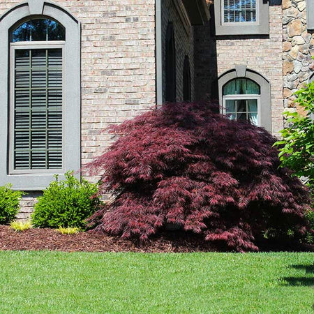 Tamukeyama Japanese Maple Tree