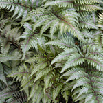Japanese Painted Fern