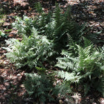 Japanese Painted Fern