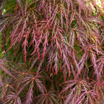 Summer color includes a mix of greens, reds and purples.