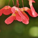 Seeds are a pretty pink.