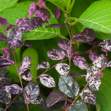 Jazz Hands® Variegated Loropetalum