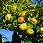 Jonagold apple trees are cross between a Jonathan and a Golden Delicious.