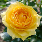 Julia Child Rose