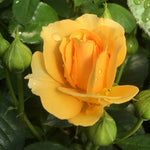 Julia Child Standard Rose Tree