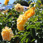 Julia Child Standard Rose Tree