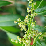 June Plum Tree