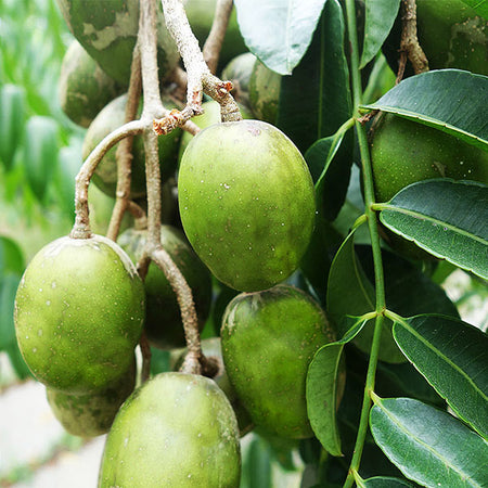 June Plum Tree