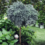 Images shown are of mature plants