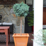 Blue Star Juniper Tree