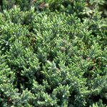 Blue Pacific Juniper Shrub