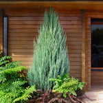 Skyrocket Juniper has a rich blue-green color.