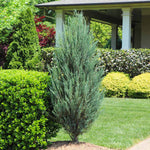 Skyrocket Juniper Tree