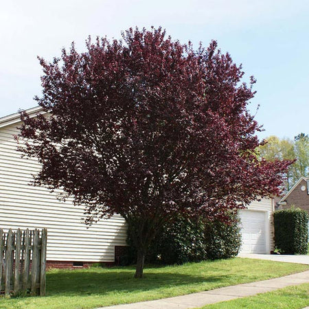 Krauter Vesuvius Flowering Plum Tree