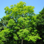 Kentucky Coffeetree