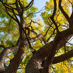 Kentucky Coffeetree