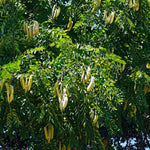 Kentucky Coffeetree
