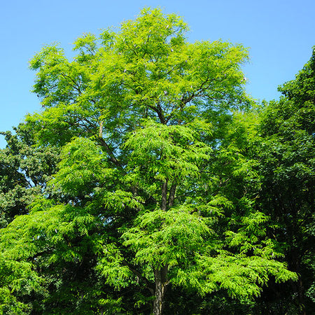 Kentucky Coffeetree