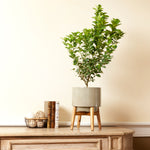 Key Lime Bushes do well in containers, bring indoors in colder zones in winter.