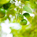 Key Limes are a slightly lighter green than Persian Limes.