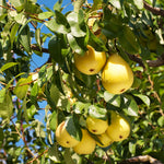 Your Kieffer tree will produce fruit in late September to October.