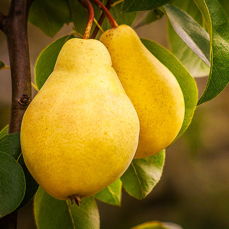 Kieffer Pear Tree