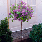 Korean Lilac Tree