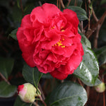 Pink to nearly red blooms are prolific.