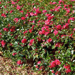 Long bloom season midwinter to spring.