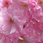 Kwanzan Cherry Trees have double blooms.