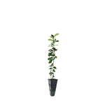 Meyer Lemon Tree
