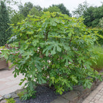 Prune your LSU fig to fit any size space.