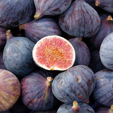 LSU Purple Fig Tree