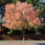 The delicate leaves of the lacebark turn yellow then pink in autumn.
