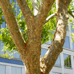 Lacebark Chinese Elm develop a wonderful peeling bark creating puzzle pieces of color.