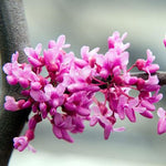 Images shown are of mature plants