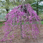 In spring your tree will be covered in flowers.