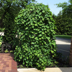 Lavender Twist Redbud is perfect in partly shaded planting beds
