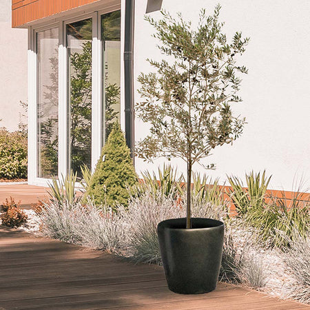Leccino Olive Tree