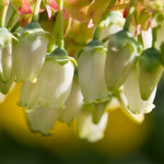 Your blueberry will be covered in petite bell shaped blooms in spring.