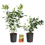Meyer Lemon + Key Lime Bush Pack