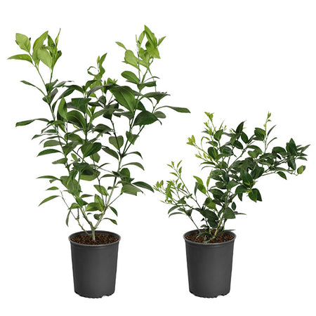 Meyer Lemon + Key Lime Bush Pack