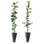 Meyer Lemon + Key Lime Tree Pack