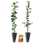 Key Lime Tree